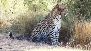 Out of Africa