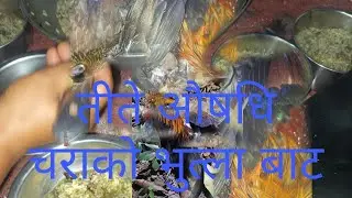Hunting Life nepali bro रातभरि चिसोमा शिकार गरे पछि बन् कुखुराको भुत्ला बाट औषधि गरिंदै हामी 