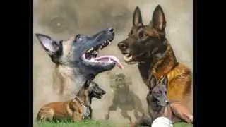 Mauiexpo&acute;s Turbo Belgian Malinois for sale - Detection Training.