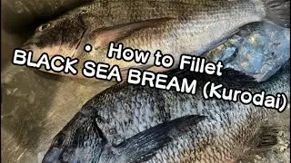  How to Fillet BLACK SEA BREAM (Kurodai) &mdash; 3-Piece Fillet [Head & Guts Removed]