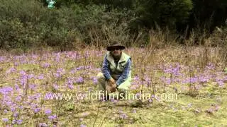 Fields of flowers: Primula denticulata in a meadow in Bhutan