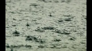Soothing Soundscape: Rainy Delight for a Peaceful Sleep