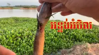 អំបិលៗ || fishing 