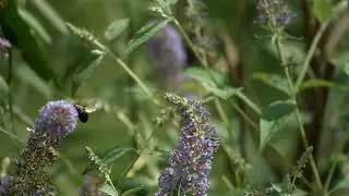bee in ultra slow motion 30000FPS
