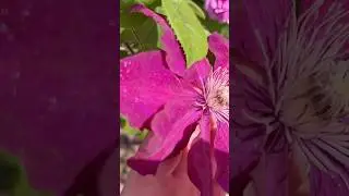 Flowers with GLITTER? I've never seen anything like that!