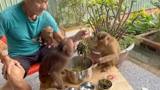 Monkey Asher wants to eat the whole world