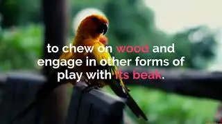 Parrot Behavior Problems
