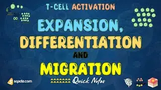 T-Cell Activation | Expansion Differentiation and Migration | Medical Student Immunology