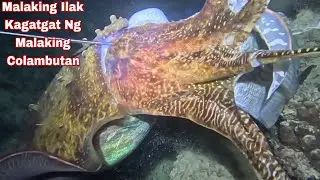 Ep 667 Dive 2 malaking ilak kagatgat Ng malaking Colambutan night spearfishing Philippines 