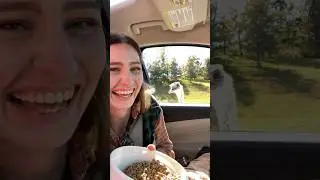 Drive Thru ZOO CHAOS! #zoo #funnyanimals