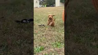 Running up that hill🐶