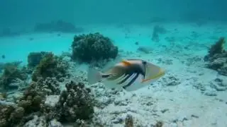 Snorkeling in Seychelles - La Digue - Anse Source D'Argent and Mahe - Baie Lazare