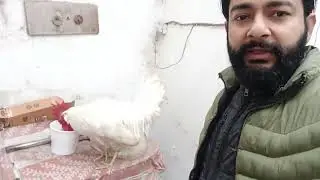 Kaun Zyada Smart? | Murga, Birds, Bakri & Baby Goat 🐓🐦🐐 | Real Pet Vlog | #chicken #viral #pets #hen
