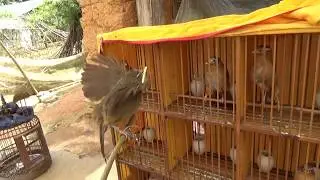 2178 xích chân chơi cánh 0945571234