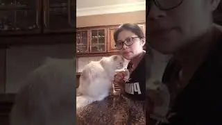 #sweetcatmoments #cat
