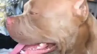 el perro traumatizado