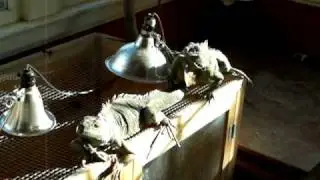 Iguanas in the lizard room