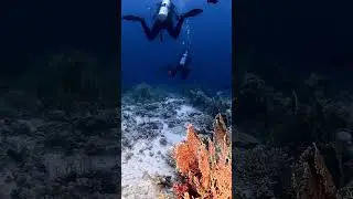 Кораллы Красного моря  #fishing #scubadiving #fish #scubadivingislife #ocean #discoverscubadiving
