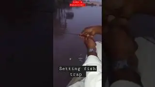 Fishermam setting fish trap 🐟  #fisherman #fishing #fishtrappingskills