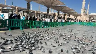 Madina Pak k Kabotar |Pigeons of Roza Rasool SAWW| Masjid Nabwi