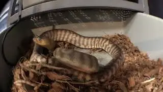 Woma Pythons up close and handling
