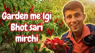 Garden me mirchi ug gayi 🌶️ | Mehnat rang laayi #garden #mirchi #viralvideo #viralvlog