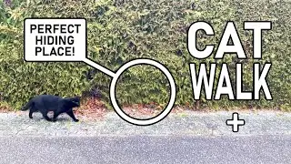 Smartest ambush ever during walk with the cats to the lake