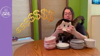 Choosing Ceramic Cat Bowls (Money Saving Tip)