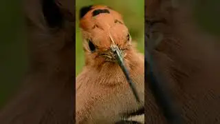 Oh what a Hoopoe  with calming music & birdcall