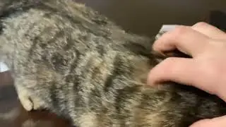 Putty buddy