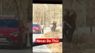 5 Things You Should NEVER Do Near These Animals
