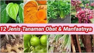 MENGENAL 12 TANAMAN OBAT OBATAN YANG BERMANFAAT UNTUK KESEHATAN