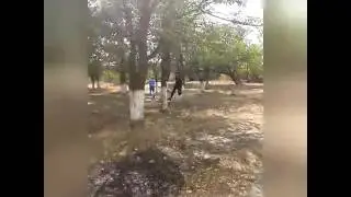 Vine (6 sec.) Run Vasy Run!