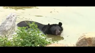 Our BEAR SANCTUARY Ninh Binh 🌿 | FOUR PAWS | [SUBS: FR]