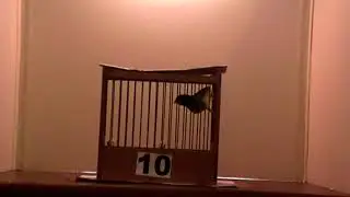 Orpheus canary -  Bulgarian national competition 2019 - 4th place