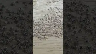 Blue Crabs Rush Shore in Giant Swarm