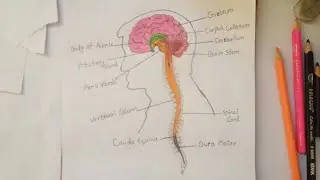 Draw a diagram of central nervous system | easy drawing |