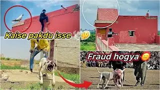 Ek or Bazi wala kabutar pakdne gye 🤩 || Dog Fight main Hogya Scam 😮