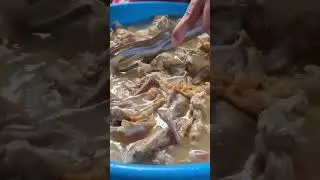 How a dish made from food waste reflects urban poverty in the Philippines
