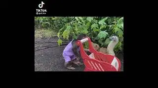Part03/The best ever bonding of Cat and Monkey friendship#Vlogs30