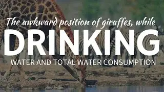 How GIRAFFES drink & potential threats of such awkward drinking