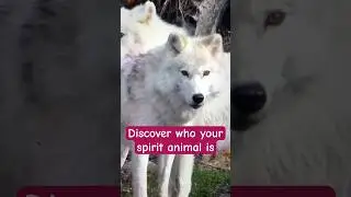 Discover who your spirit animal is 🌟