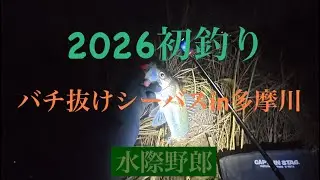 2026新年1発目の釣りはシーバス釣り！簡単！？バチ抜けシーバスの釣り方。【多摩川】#ルアーフィッシング #バチ抜け 