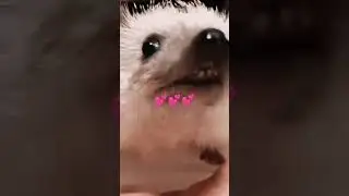 Dari dekat #aesthetic #soft #coloring #hedgehog #cute #landakmini #animals #pets #cuteanimal #shorts