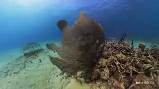 Cane Bay Wall dive