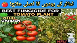 ٹماٹر پر لگنے والی بیماری اور ان کا علاج|| Tomato diseases and treatment