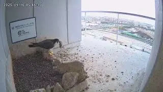 2025-09-16 (5:37) Courtship Feeding  (Long Ver.)/ ごはんプレゼント(初！)