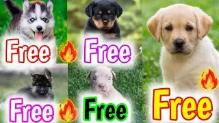Free Adoption | Cheapest Dog Market In India | 2026 | Husky , Labra , German , Pitbull , Rott 🔥🤯🔥 ''