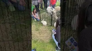 BUNNY BUNNY BUNNY #shorts #bunny #bunnybaby