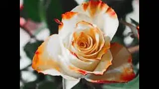 Amazing Dutch Roses